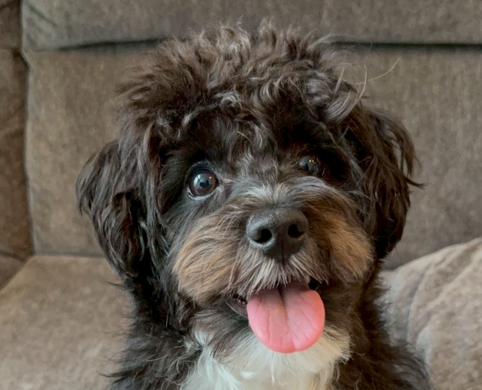 ソファの上で舌を出しているモフモフの黒と茶色の犬。リラックスした表情と灰色の背景があり、かわいらしい雰囲気。